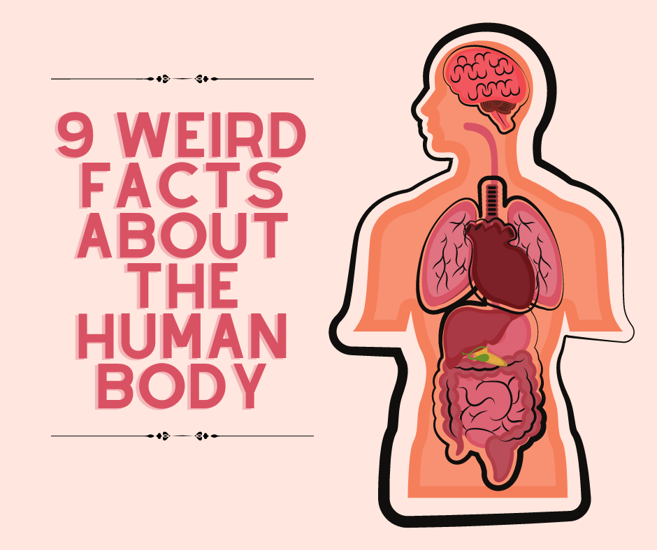 Here are the crazy facts about the human body.